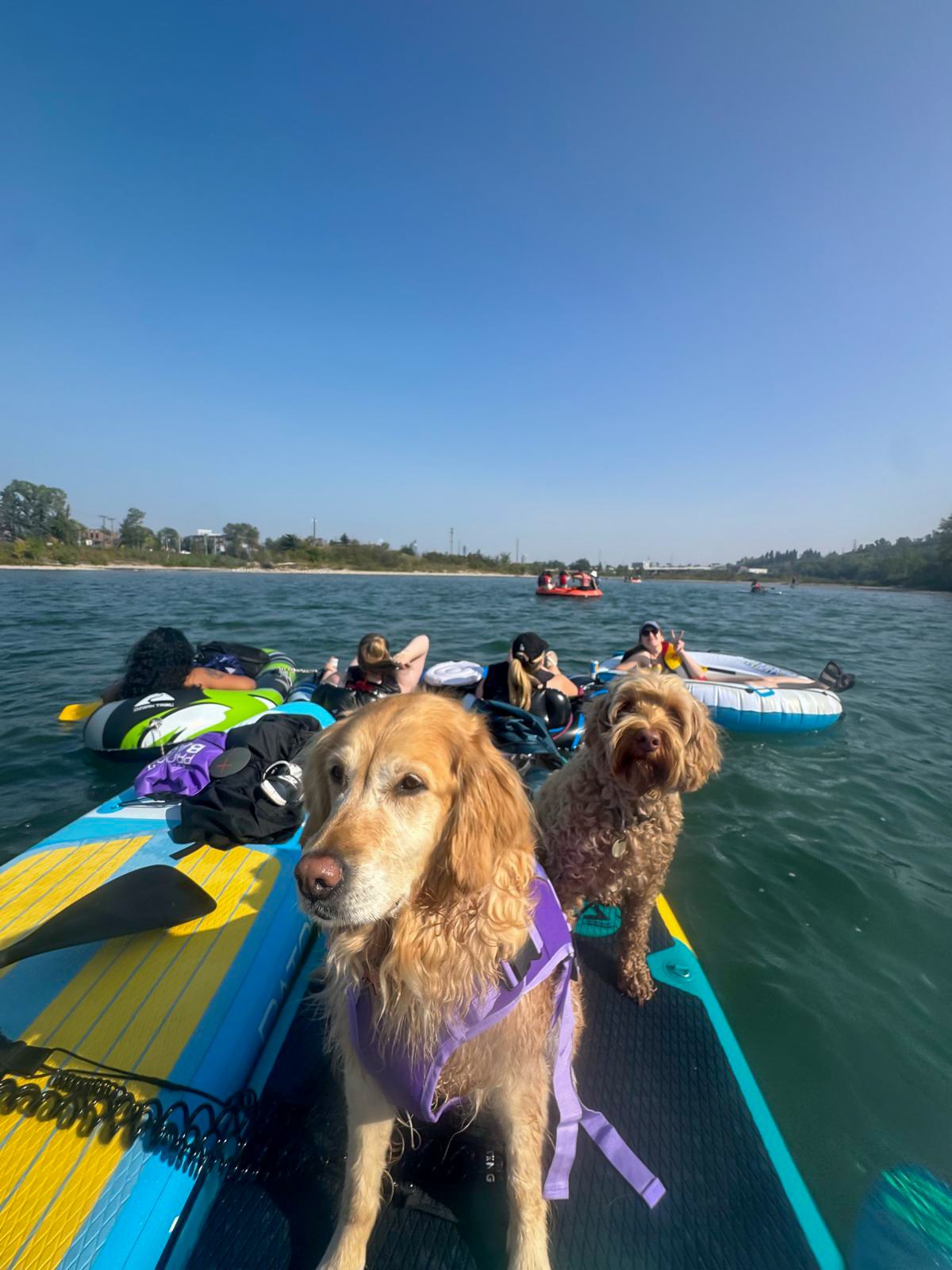 Paddle boards and dogs on the Bow River