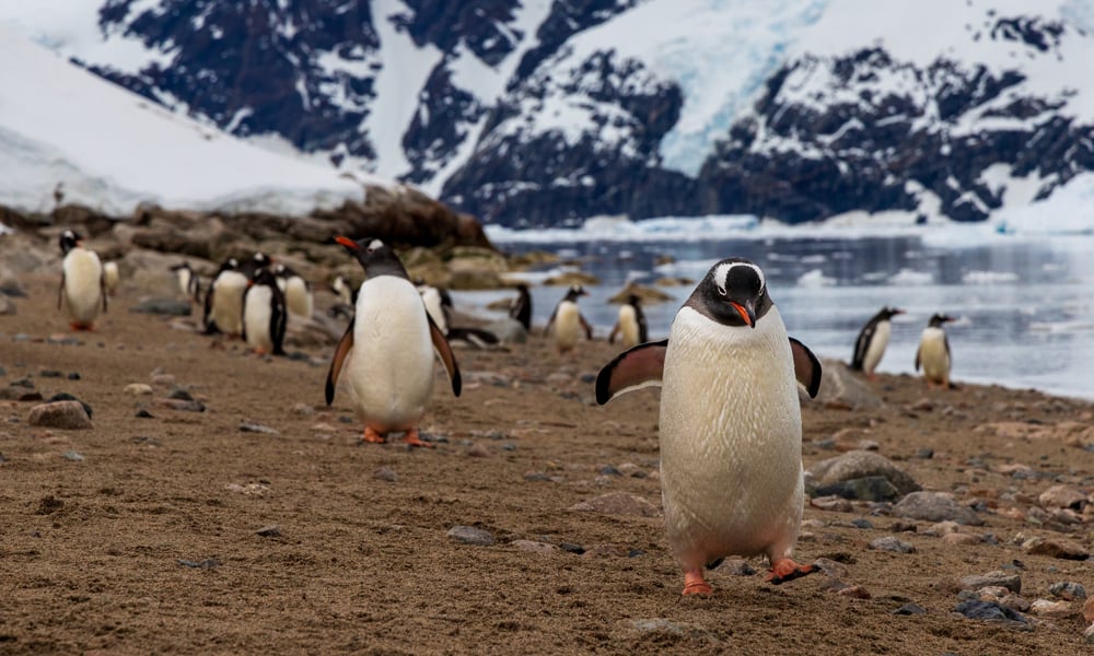 InMoment_penguins-promo1_5x3