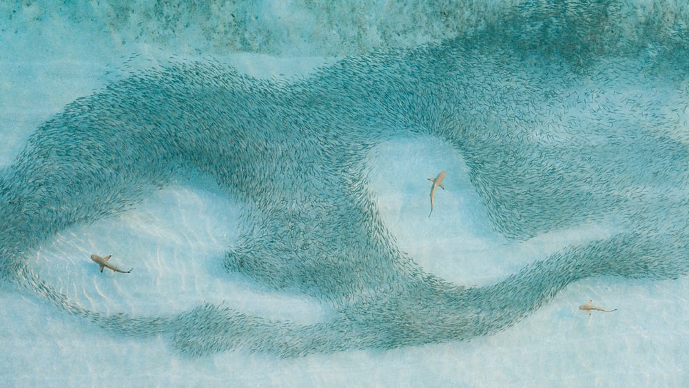 NGL_sharks-promo3_web