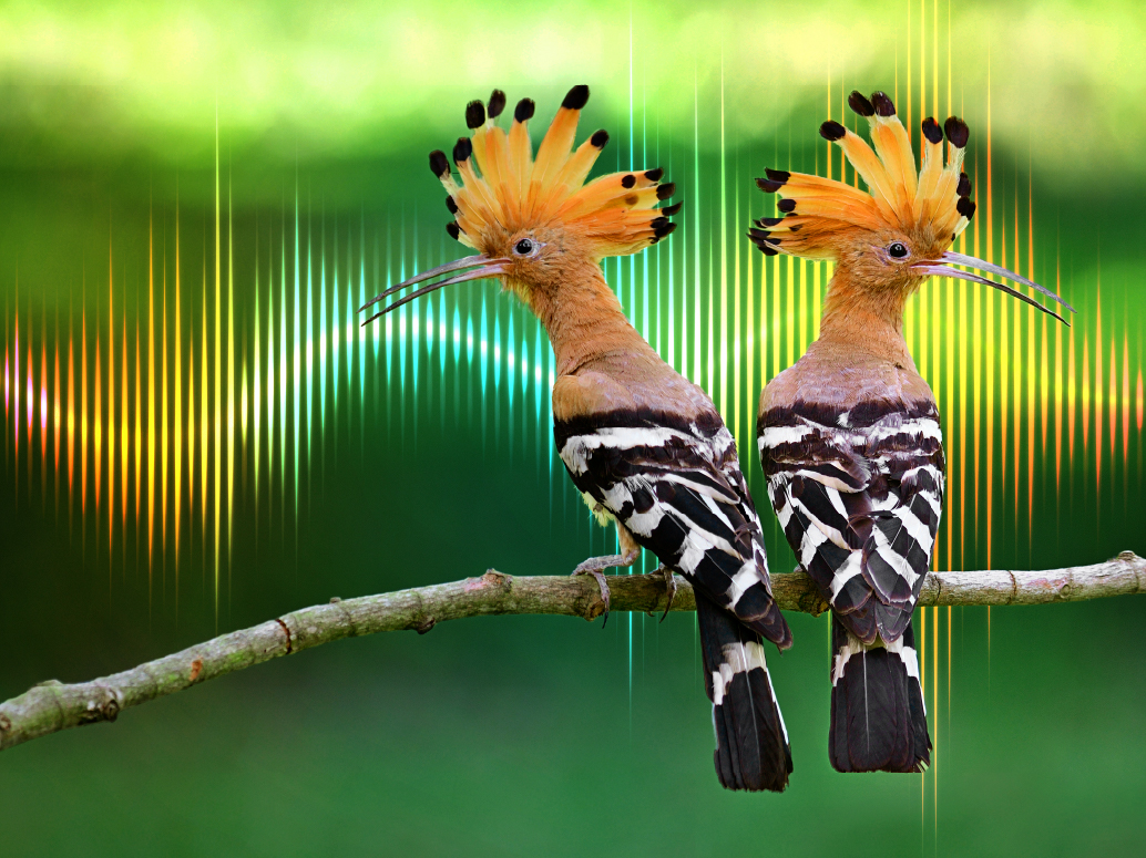 NGL Mirin_EventBanner