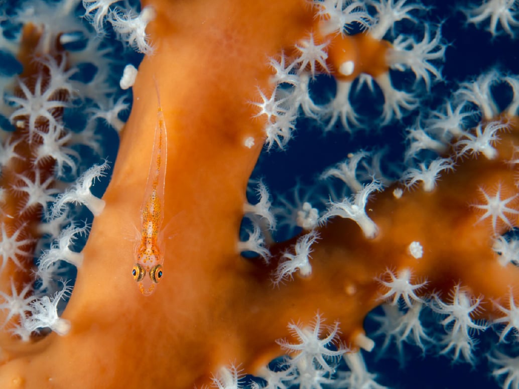 NGL Woolsey_EventBanner